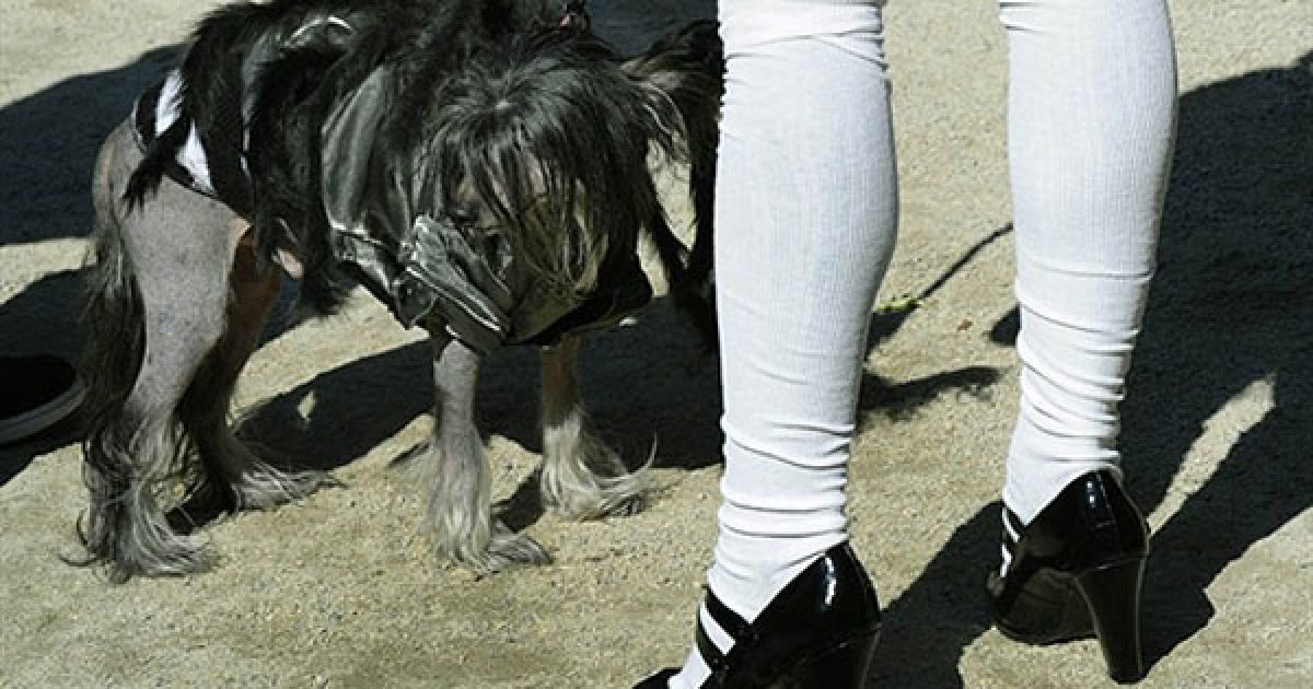 В центрі Нью-Йорка пройшов 20-й собачий парад "Halloween Dog Parade", в якому взяли участь більше 500 собак. / © AFP