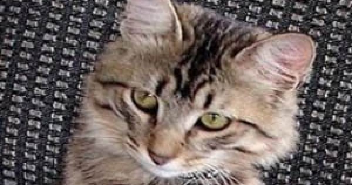 Кіт-мандрівник