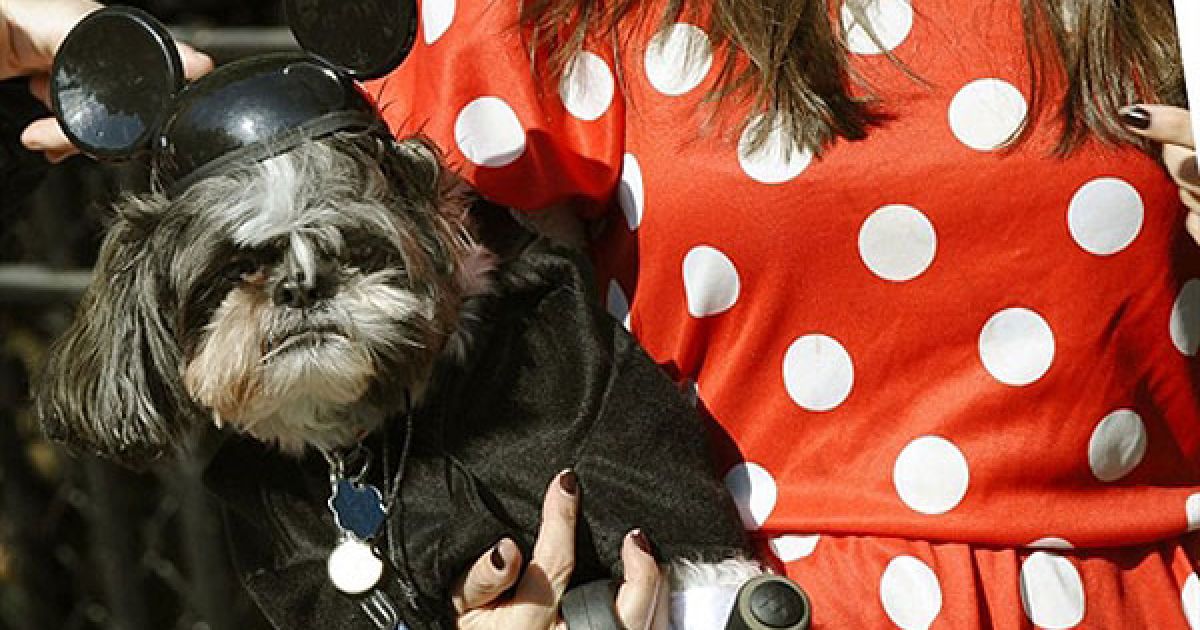 В центрі Нью-Йорка пройшов 20-й собачий парад "Halloween Dog Parade", в якому взяли участь більше 500 собак. / © AFP