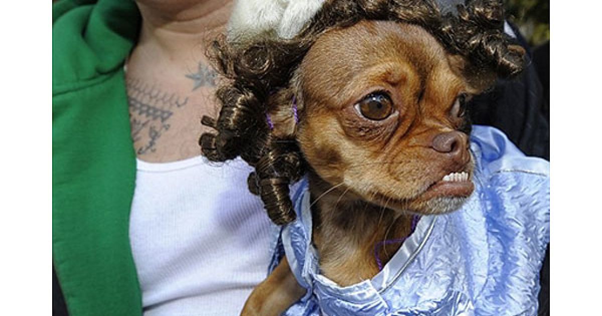 В центрі Нью-Йорка пройшов 20-й собачий парад "Halloween Dog Parade", в якому взяли участь більше 500 собак. / © AFP
