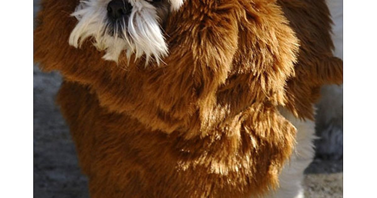 В центрі Нью-Йорка пройшов 20-й собачий парад "Halloween Dog Parade", в якому взяли участь більше 500 собак. / © AFP