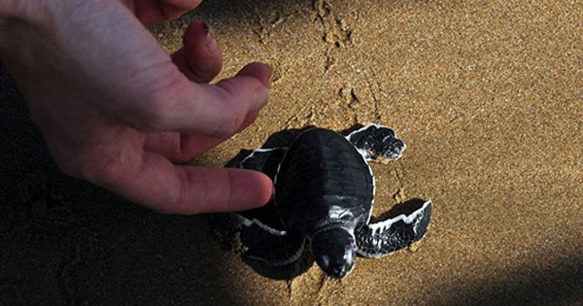 Пакистан, Карачі. Люди випускають маленьких черепах у Аравійське море з інкубатора Фонду дикої природи у Карачі. / © AFP