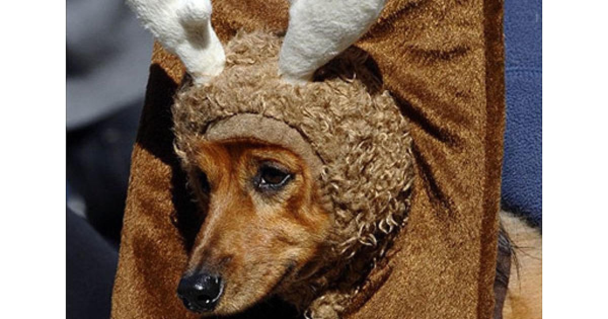 В центрі Нью-Йорка пройшов 20-й собачий парад "Halloween Dog Parade", в якому взяли участь більше 500 собак. / © AFP