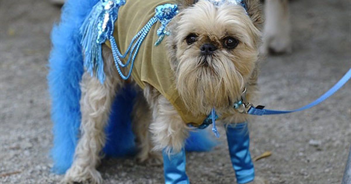 В центрі Нью-Йорка пройшов 20-й собачий парад "Halloween Dog Parade", в якому взяли участь більше 500 собак. / © AFP
