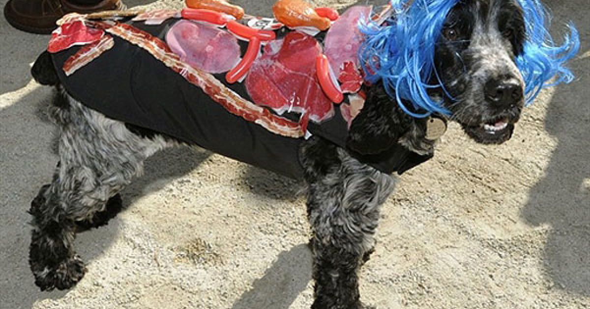 Собака у костюмі Леді Гага / © AFP