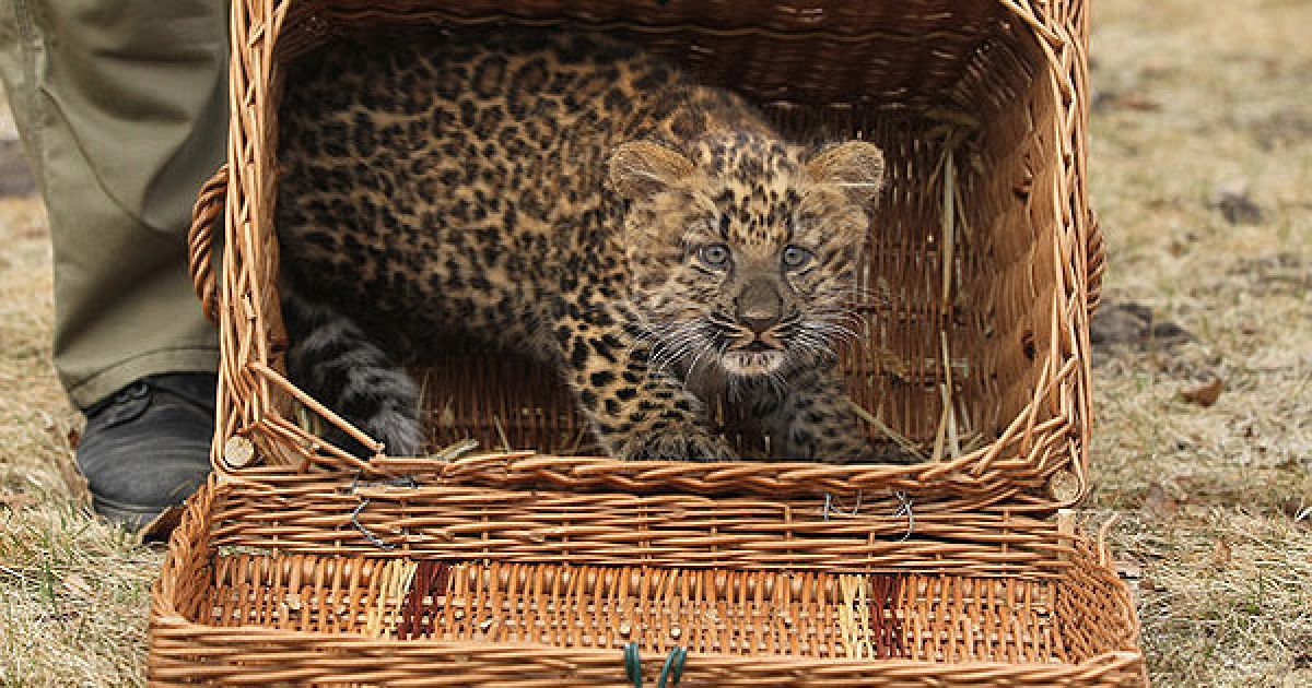 Північно-китайський леопард Некама народився в берлінському зоопарку / © AFP