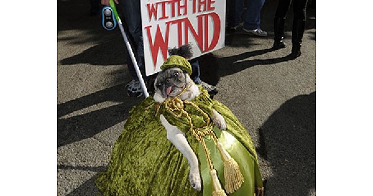 В центрі Нью-Йорка пройшов 20-й собачий парад "Halloween Dog Parade", в якому взяли участь більше 500 собак. / © AFP
