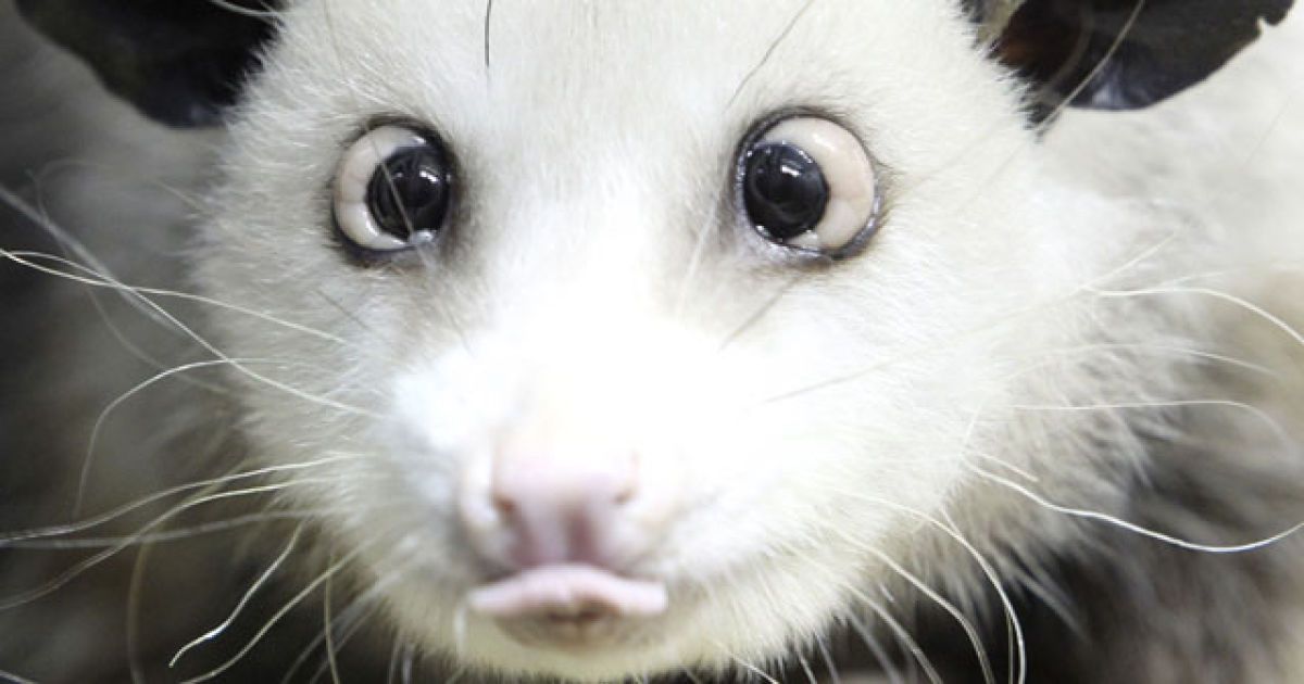 Самка опосума на прізвисько Хайді, яка нещодавно прибула до зоопарку Лейпцига, стала справжнім "хітом" серед німців. / © CBS