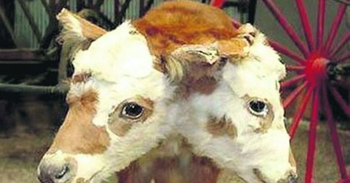 Це теля з двома головами народилося кількома роками раніше