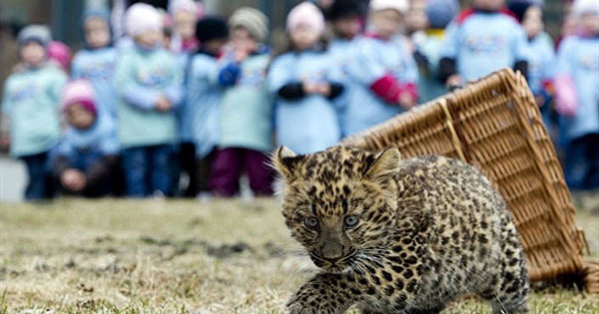 Німеччина, Берлін. Двомісячне дитинча північно-китайського леопарда на прізвисько Некама досліджує свій вольєр у зоопарку Берліна. Некама народився у січні 2011 року і зараз важить близько 4,5 кг. / © AFP