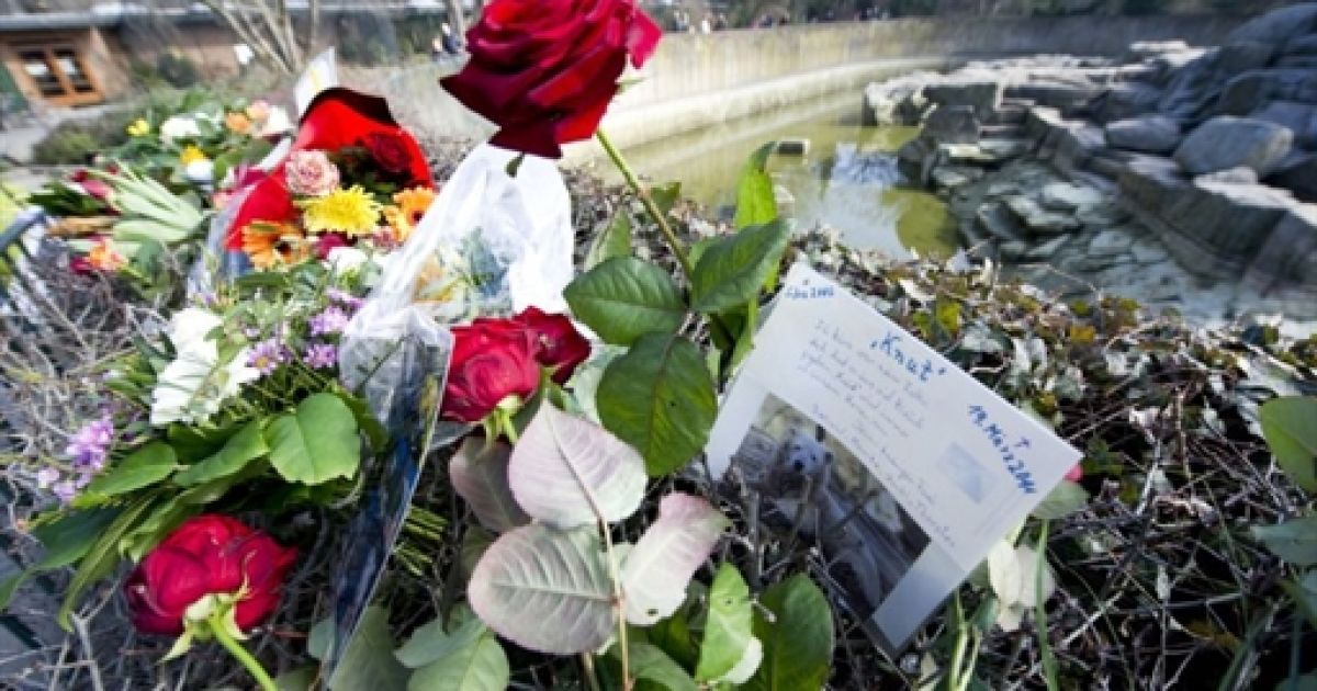 У берлінському зоопарку під час прогулянки несподівано помер улюбленець всього світу &mdash; чотирирічний білий ведмідь Кнут. / © AFP