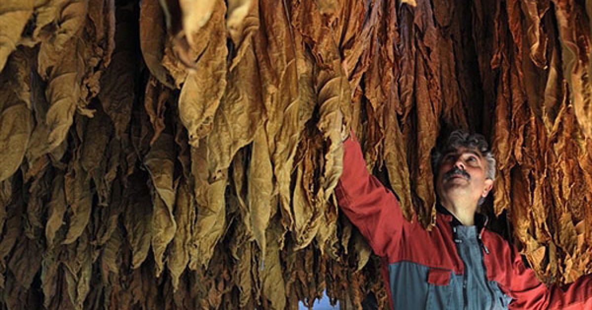 Франція, Сен-Лоран-ла-Валле. Французький фермер Крістіан Карьє перевіряє, як сушиться тютюнове листя на його фермі у Сен-Лоран-ла-Валі, на півдні Франції. / © AFP