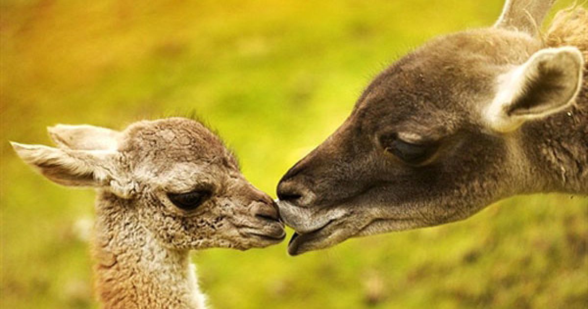 Німеччина, Берлін. Дитинча гуанако зі своєю матір&rsquo;ю Ханною у їхньому вольєрі у зоопарку Берліна. / © AFP