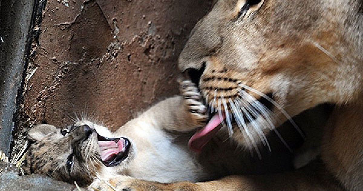 Болгарія, Софія. Новонароджене левеня грається зі своєю матір&rsquo;ю Стефані у зоопарку болгарської столиці Софії. Левенята-двійнята народилися у зоопарку місяць тому. / © AFP