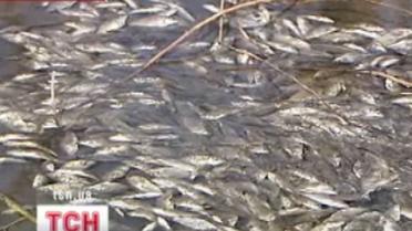 Рыбный день 