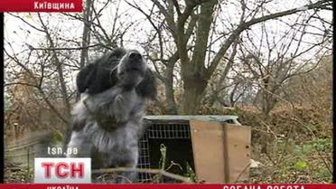 Пес-спаситель