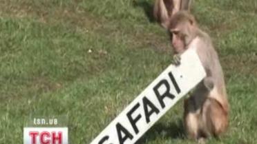 Мавп'ячі розваги