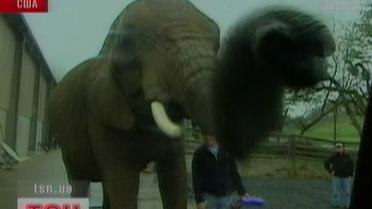 Экзотические мойщики машин