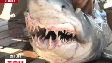 Дайверы охотятся на акулу-людоедку