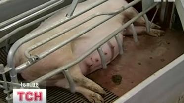 Как свиньи живут