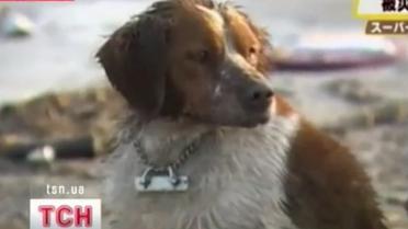 Японская верность