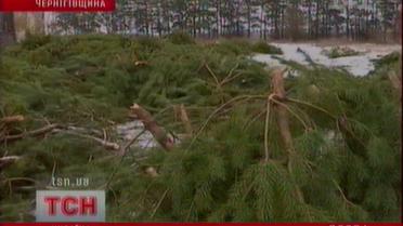 Арестованные елки