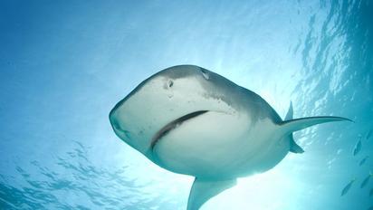 Аквалангіст ударив по морді акули камерою, якою продовжував знімати