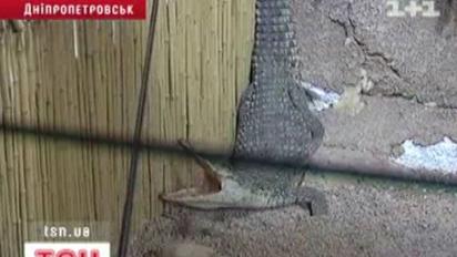 Порятунок крокодила Гени
