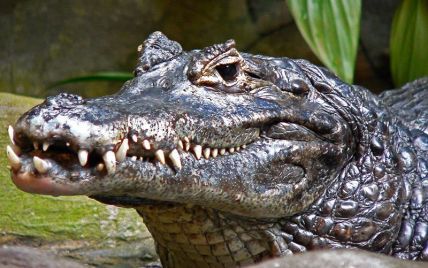 Тисячі голодних крокодилів втекли з ферми поблизу таїландського курорту