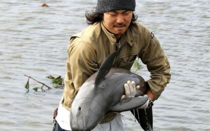 Японець врятував дельфінятко, якого цунамі винесло на рисове поле