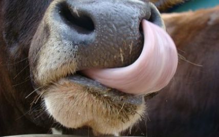 На Одещині корова злизала язиком дві тисячі доларів
