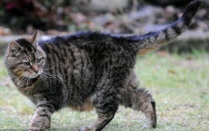 Найстарішій у світі кішці виповнилося 39 років