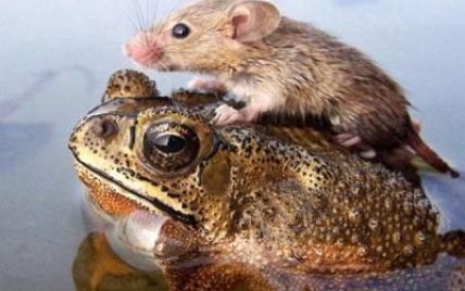 Найкращими ліками від імпотенції визнано сік із мишей і коктейль із жабок