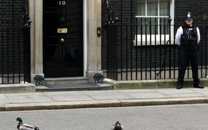 Пацюк, що пробіг біля резиденції британського прем’єра, став хітом на YouTube (відео)