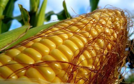 Україна засипле Піднебесну кукурудзою на три мільярди доларів