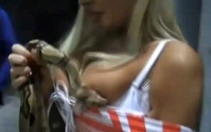 Змія вкусила порнозірку в груди і померла від отруєння силіконом (відео)
