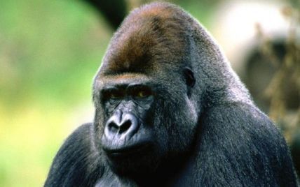 Депресивному горилі з Київського зоопарку подарували телевізор