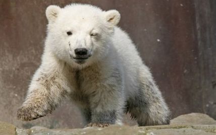 Американець задумав "воскресити" знаменитого ведмедя Кнута