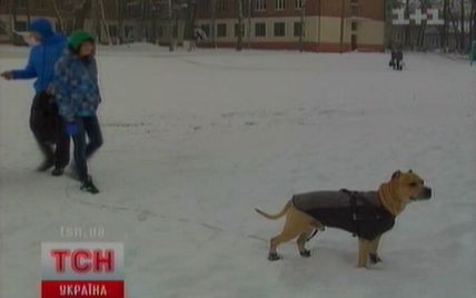 У Чернівцях живе єдиний в Україні пес-паркурист