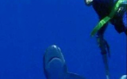 Аквалангіст ударив по морді акули камерою, якою продовжував знімати