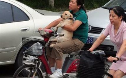 У Шанхаї введуть закон "одна сім'я - одна собака"