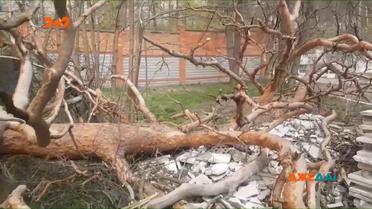 Пилова буря у столиці поламала дерева