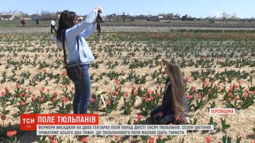 На Херсонщині зацвіло понад двісті тисяч тюльпанів