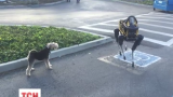 У мережі набуває популярності відео, як робот на прізвисько Спот розлютив пса Алекса