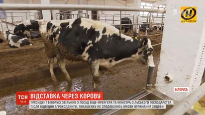 Лукашенко уволил вице-премьера и министра сельского хозяйства из-за грязных коров