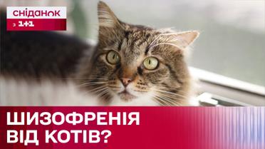 Коты провоцируют шизофрению у людей: что говорят эксперты