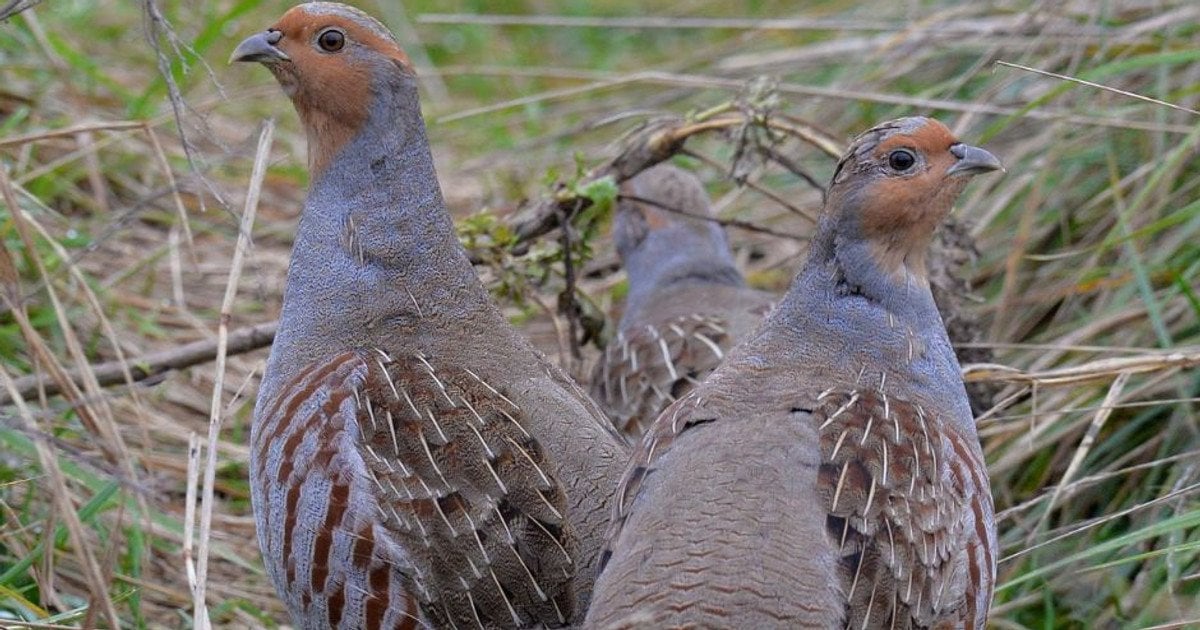 Сірі куріпки