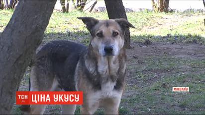 В Николаеве суд обязал городской совет выплатить 60 тыс. грн женщине, которую покусала бездомный пес