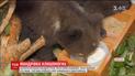 Ведмежат-сиріт з Болгарії відправили на підготовку до самостійного життя у Грецію