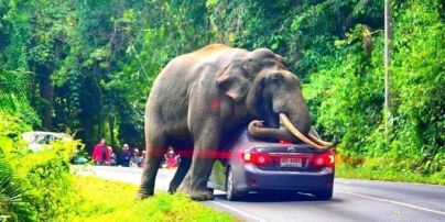 У Таїланді дикий слон приліг на автомобіль із туристами всередині